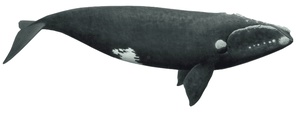 Right_Whale.png